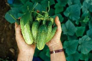 Огурцы своими руками: лучшие сорта и секреты выращивания