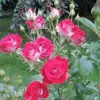 Розы: сорта и уход, привратящие ваш сад в цветущий рай