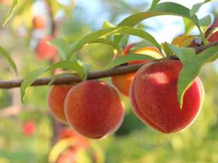 Дивный мир персиковых деревьев: отличия сортов и секреты их выращивания