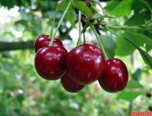 Идеальные сорта вишни для вашего сада: как выбрать и выращивать