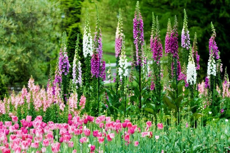 Как создать гармоничное сочетание цветов в саду