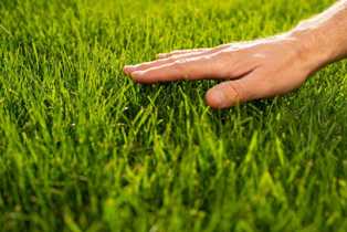 Как создать и поддерживать идеальный газон на вашем участке