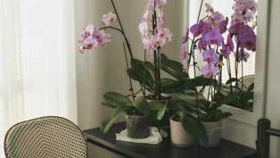 Как выращивать и уходить за орхидеями в саду