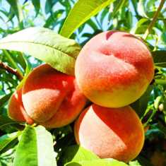 Персиковые деревья: какие сорта лучше всего выращивать