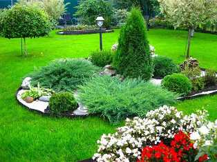 Пихты в садовом дизайне: красивые и вечнозеленые