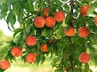 Подбираем и выращиваем сорта персиковых деревьев, идеальных для вашего участка