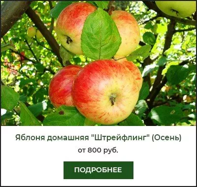 Популярные сорта яблонь: как выбрать идеальное дерево для вашего сада