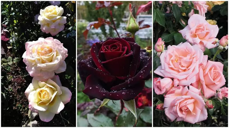Розы для сада: как выбрать сорт и обеспечить их здоровье
