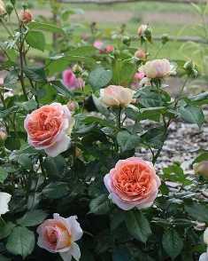 Розы: идеальные сорта для создания красивой клумбы