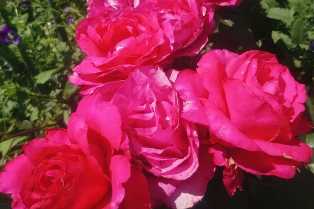 Розы в саду: лучшие сорта и правила ухода