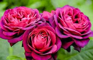 Розы: выбираем сорта для создания красивого цветника
