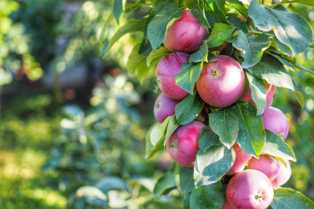 Сорта яблонь: как выбрать и посадить идеальное дерево