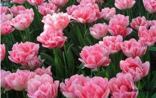 Тюльпаны: как выбрать лучшие сорта и создать яркий сад