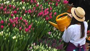 Тюльпаны в саду: секреты ухода за этими красивыми цветами