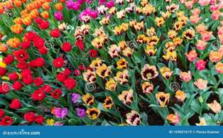 Тюльпаны: яркие и красочные весенние цветы для участка