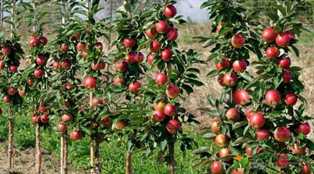 Уникальные сорта яблонь: как выбрать и вырастить идеальное дерево