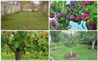 Виды и особенности выращивания плодовых деревьев на приусадебном участке