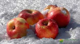 Яблони: лучшие сорта для домашнего сада