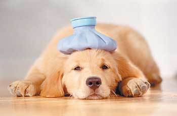 Основные признаки того, что Ваша собака заболела