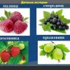 Сорта смородины кустарников: выбираем самые вкусные ягоды