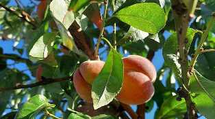 Персики: секреты выращивания на приусадебном участке