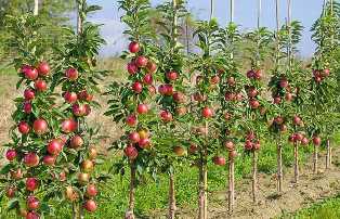 Выращивание плодовых деревьев: выбираем лучшие сорта для сада