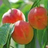 Сорта персиковых деревьев: секреты профессионалов